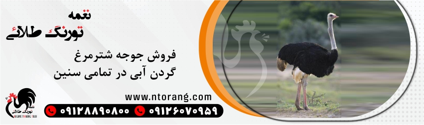 قیمت جوجه شترمرغ 